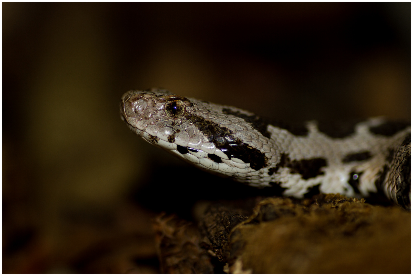 Montivipera xanthina