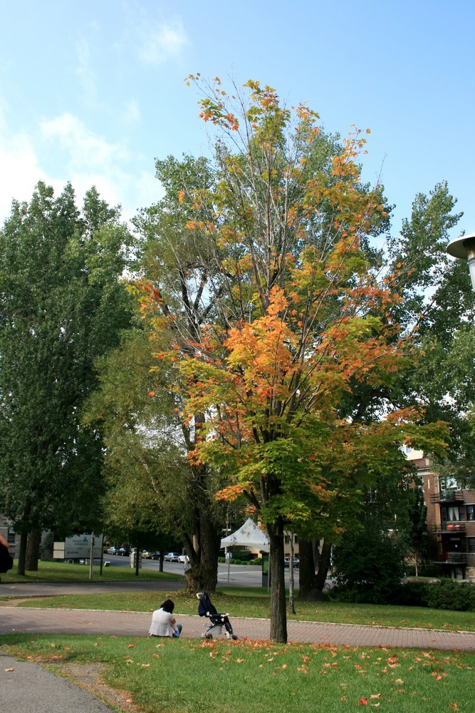 Montréal. von Elodie S. 