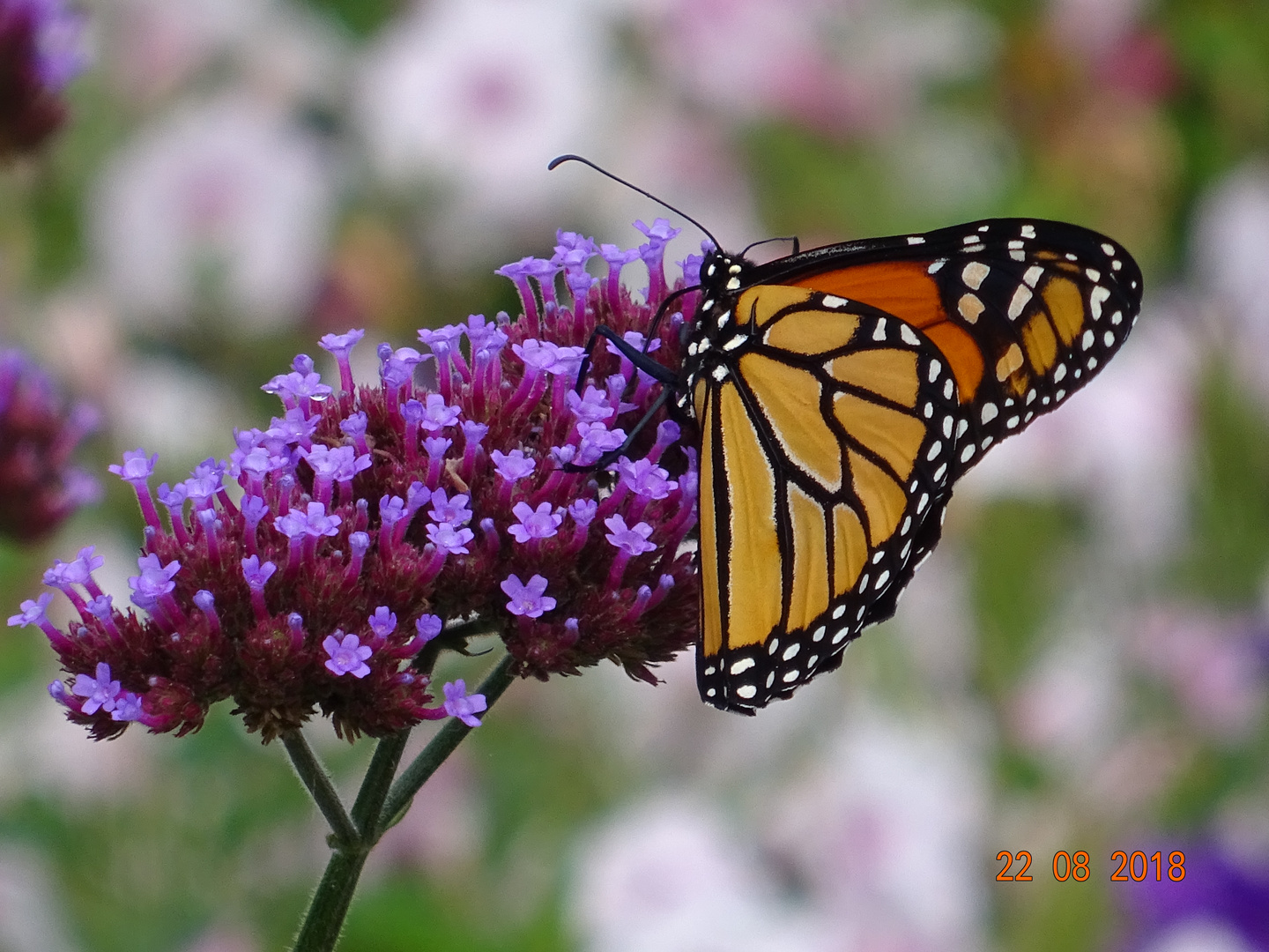 Montreal Jardin botanique