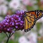 Montreal Jardin botanique