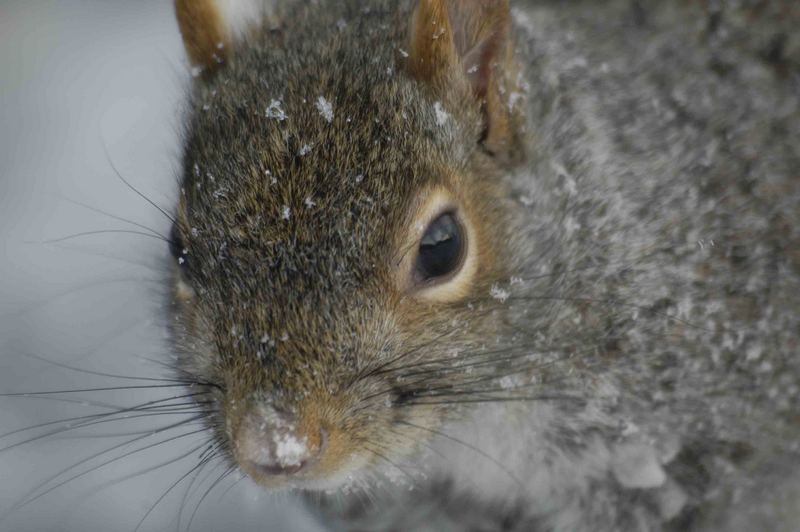 Montreal Squirrel