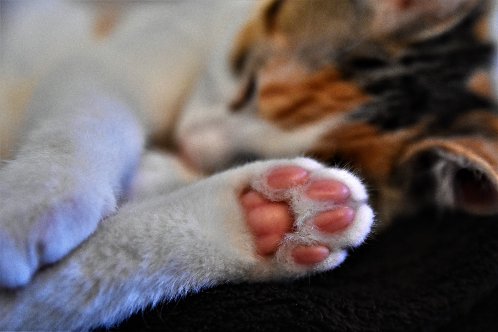 Montrer Patte Blanche Show White Paw Photo Et Image Animaux Animaux Domestiques Chats Images Fotocommunity