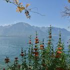 Montreux