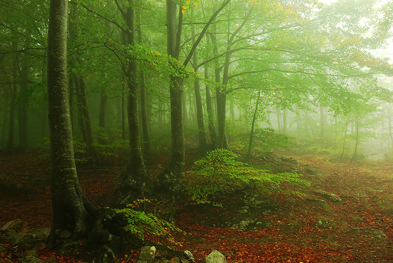 Montseny III