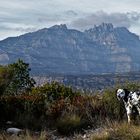 Montserrat , hoy dia de San Esteban