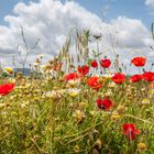 Montuiri - Blumenpracht am Wegesrand