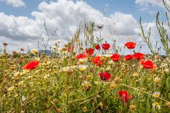 Montuiri - Blumenpracht am Wegesrand