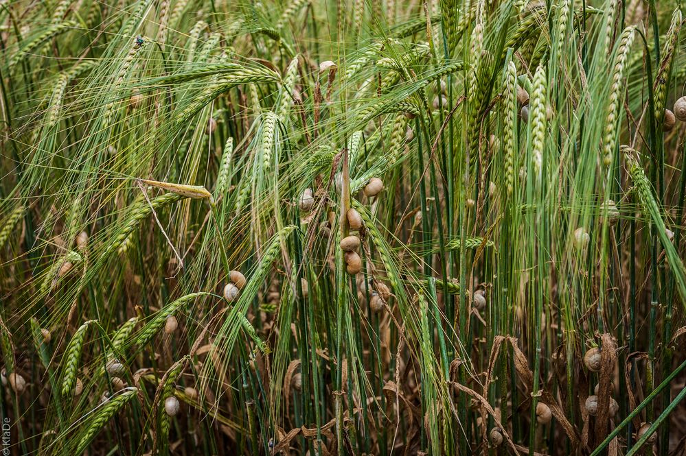 Montuiri - Caracoles