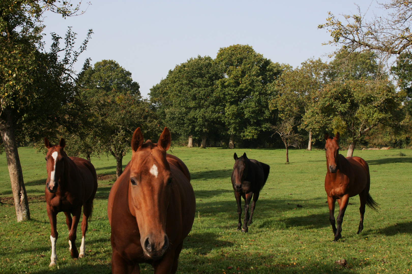 montures pour le polo