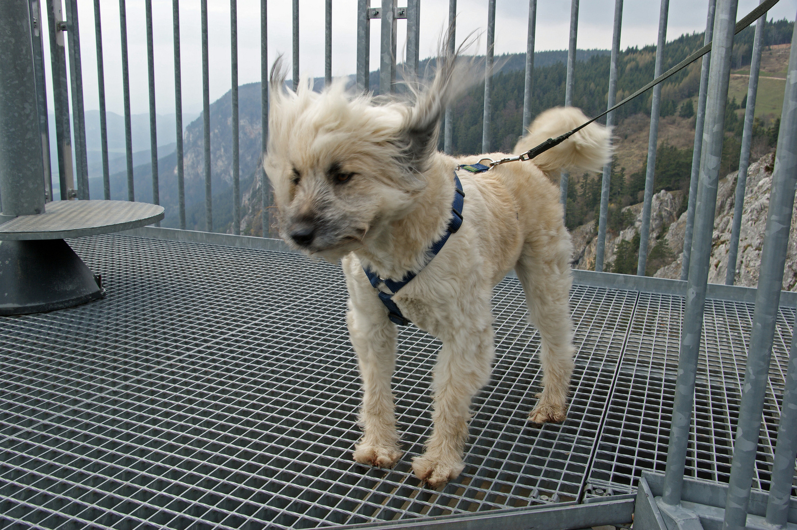 Monty am Skywalk