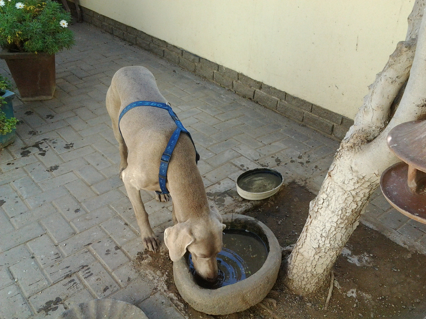 Monty an der Vogelbar