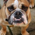 monty english bull dog