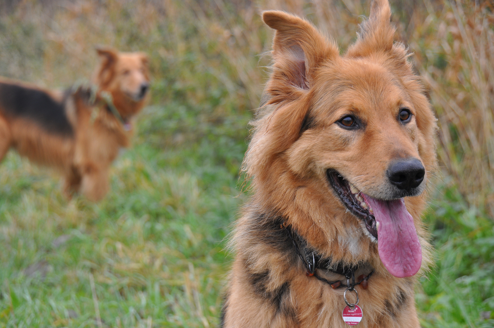 Monty im Herbst