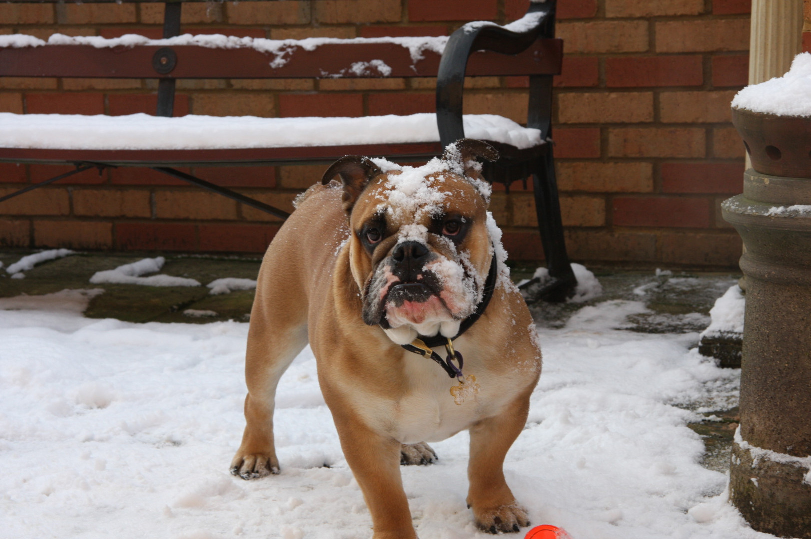 MONTY IN THE SNOW