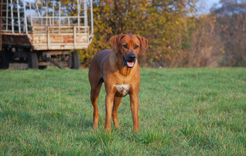 Monty und die Herbstsonne