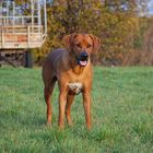 Monty und die Herbstsonne