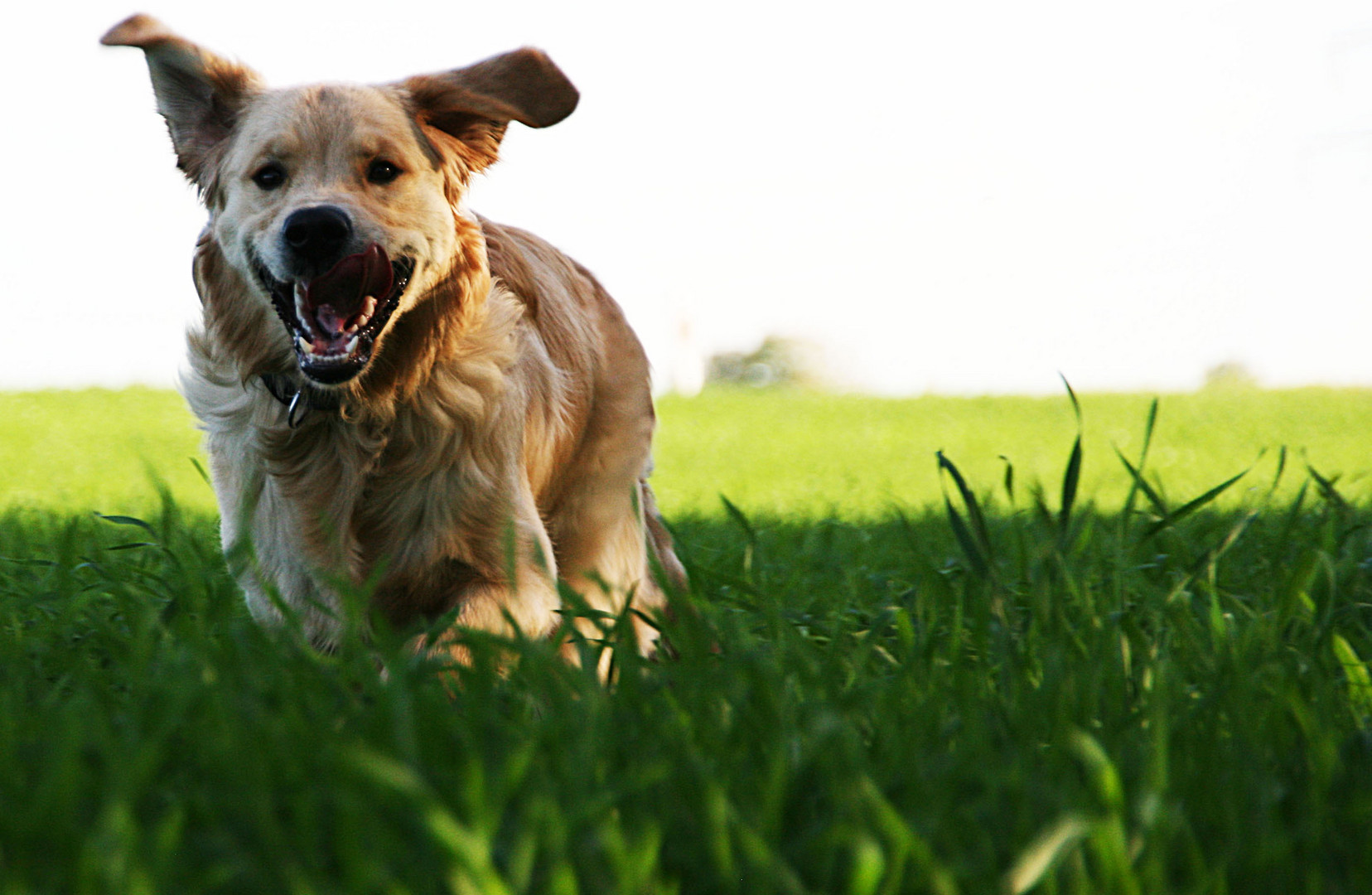 Monty01 - Golden Retriever