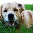 Monty02 - Golden Retriever