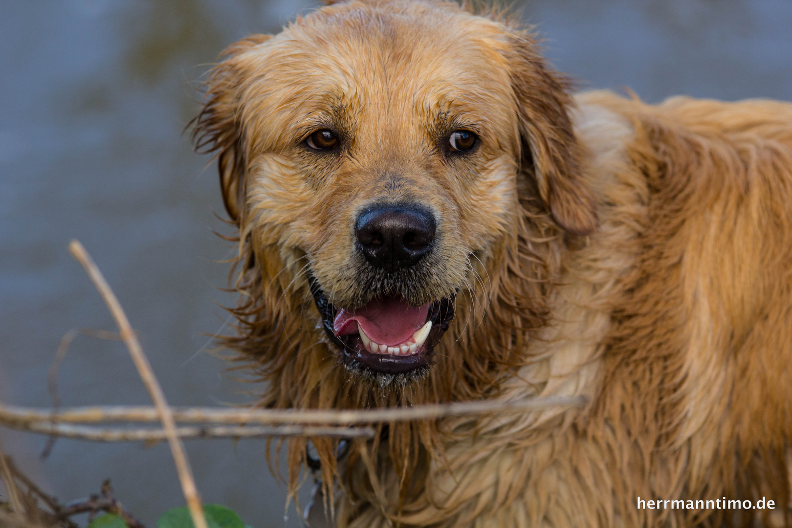 Monty03 - Golden Retriever