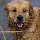 Monty03 - Golden Retriever