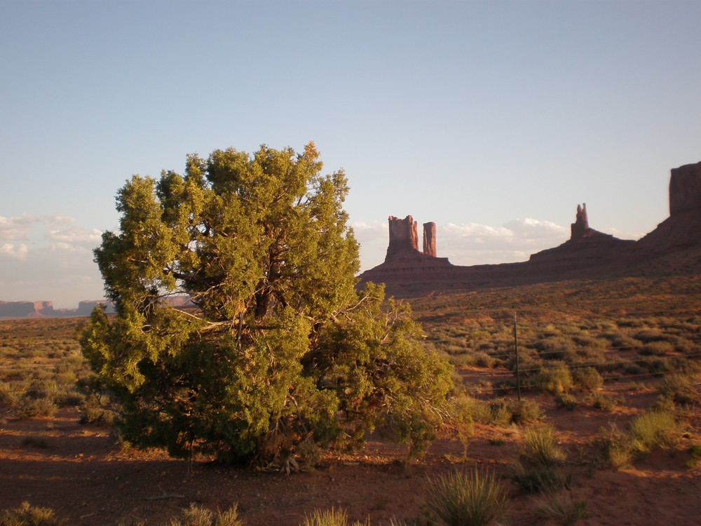 Monument Valley - Baum im Wilden Westen