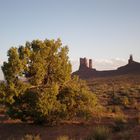 Monument Valley - Baum im Wilden Westen