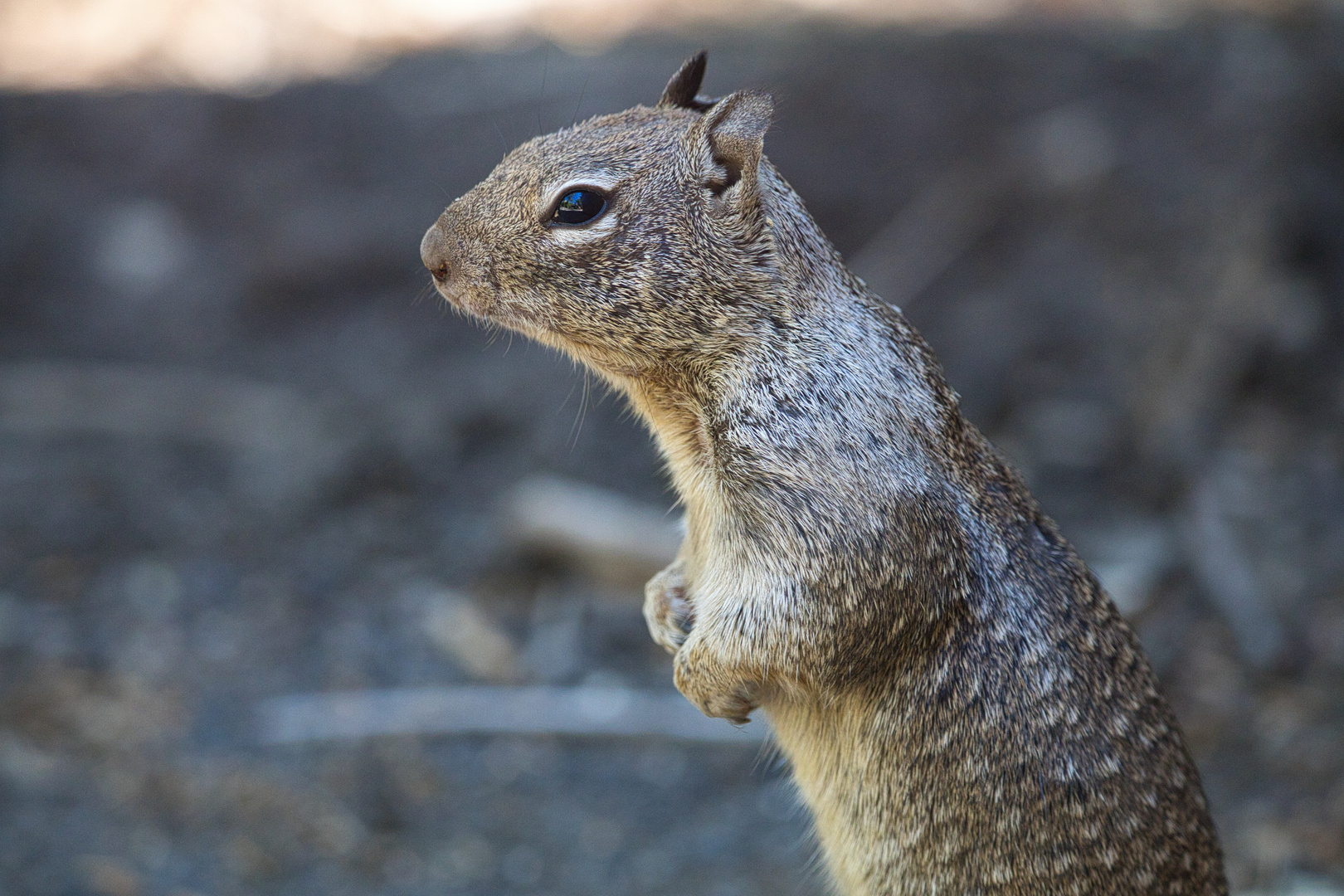 Monument Valley Squirrel