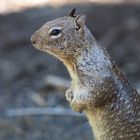 Monument Valley Squirrel