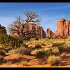 ..:: MONUMENT VALLEY TREE ::..