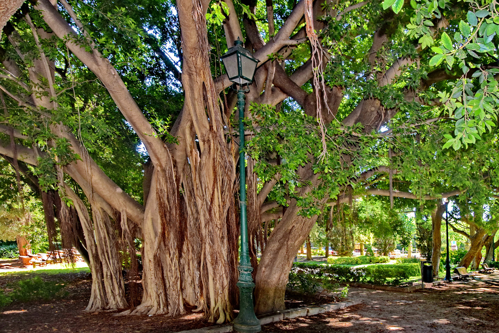 Monumentalbaum Ficus macrophylla 