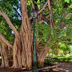 Monumentalbaum Ficus macrophylla 