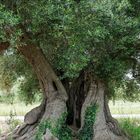 Monumentale Olivenbäume