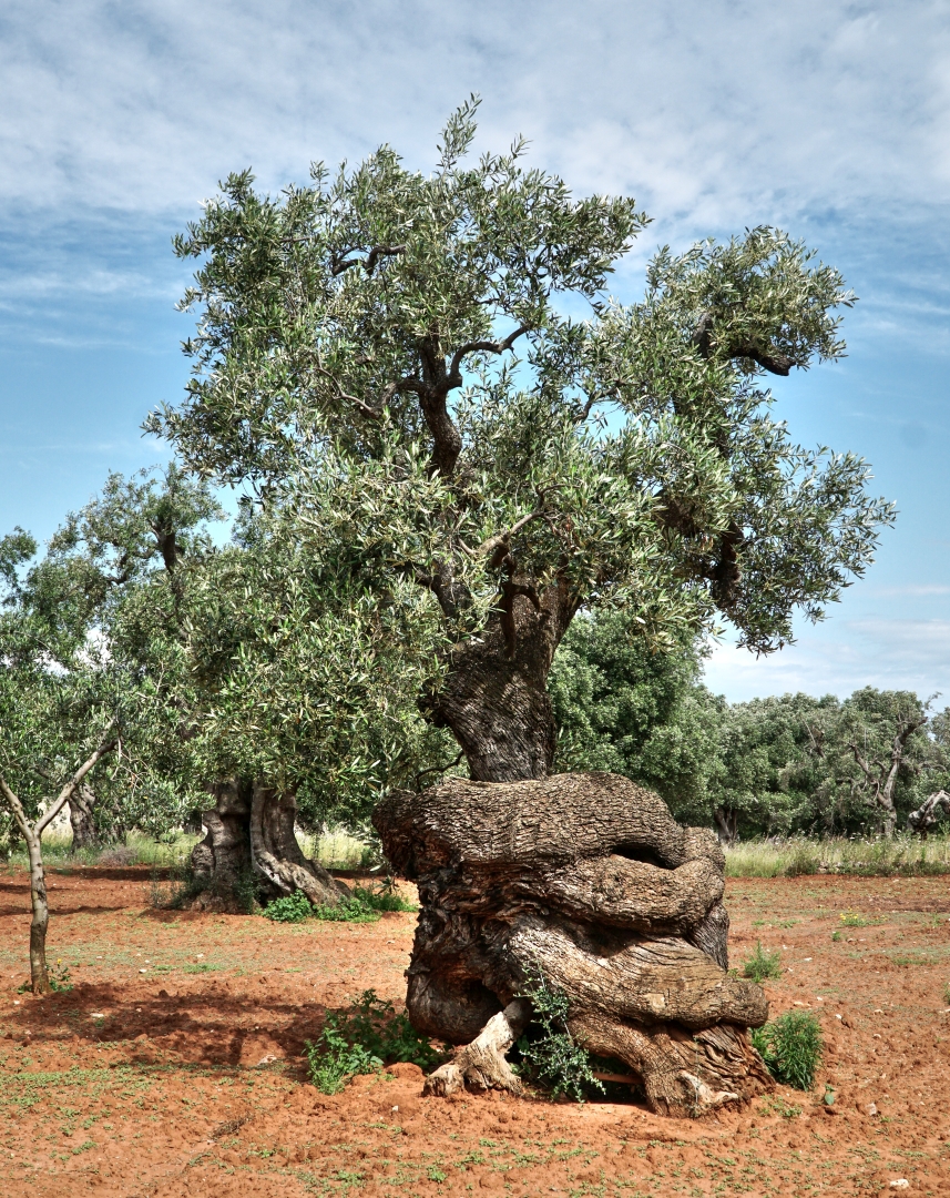 Monumentale Olivenbäume in Apulien 02