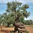 Monumentale Olivenbäume in Apulien 02