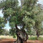 Monumentale Olivenbäume in Apulien 04