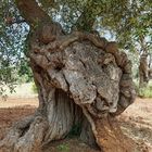 Monumentale Olivenbäume in Apulien 05