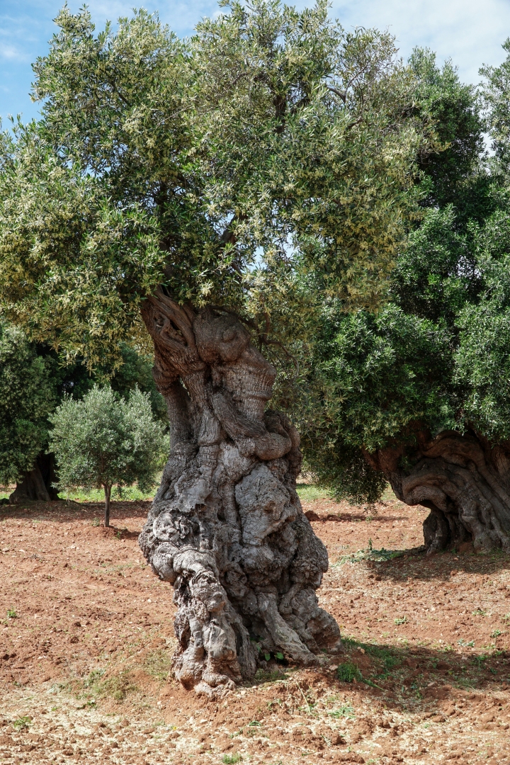 Monumentale Olivenbäume in Apulien 07