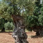 Monumentale Olivenbäume in Apulien 07