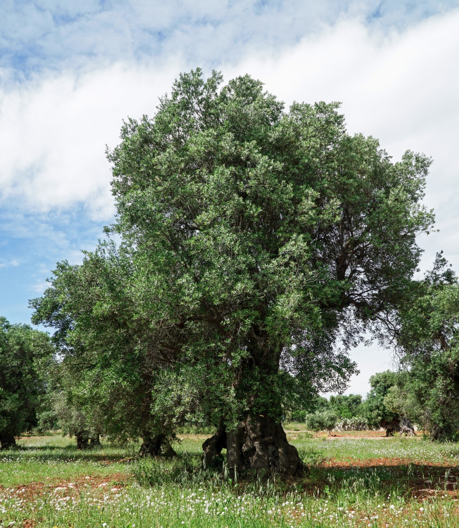 Monumentale Olivenbäume in Apulien 09