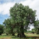 Monumentale Olivenbäume in Apulien 09