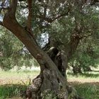 Monumentale Olivenbäume in Apulien 10