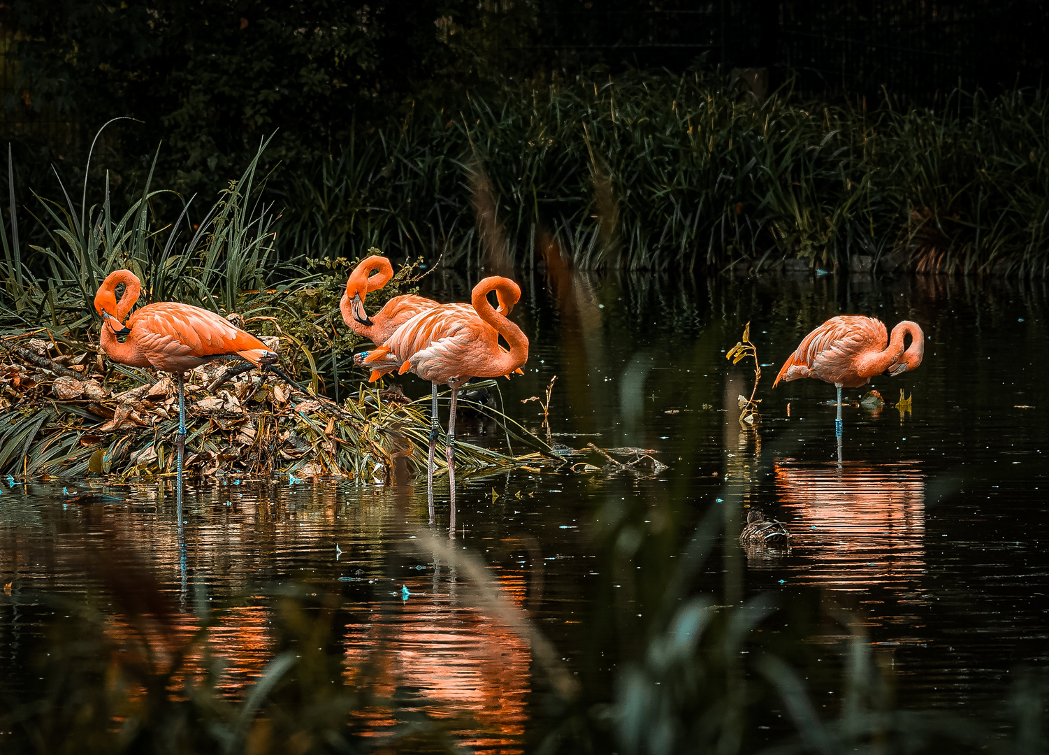 Moody Flamingos