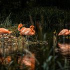 Moody Flamingos