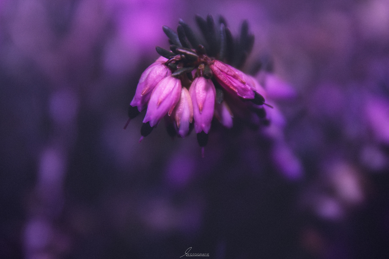 Moody Flower