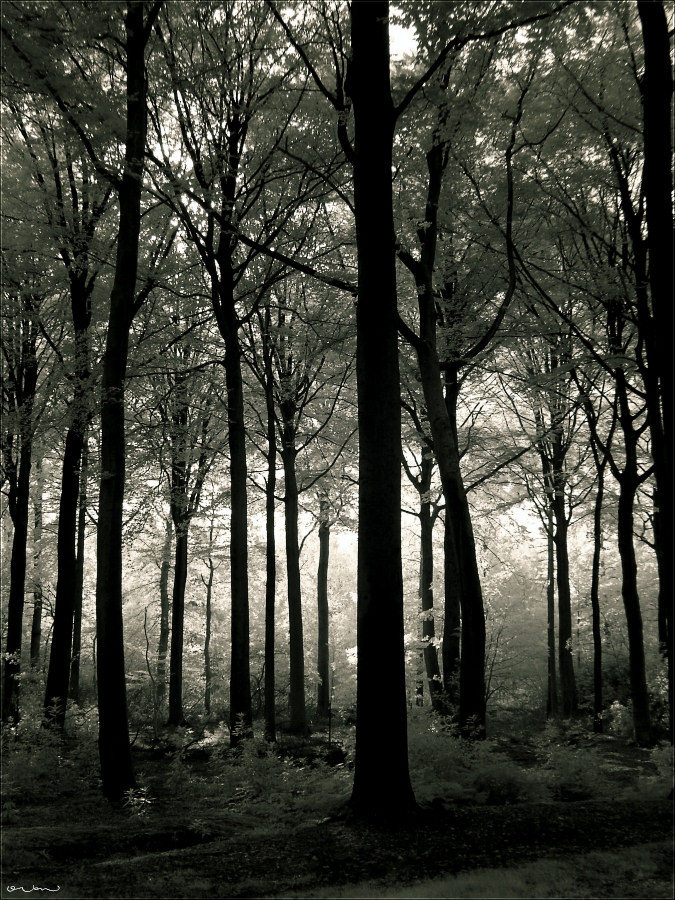 Moody Forest #2