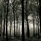 Moody Forest #2