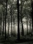 COM: Moody Forest #2 von Olivier Vanbiervliet