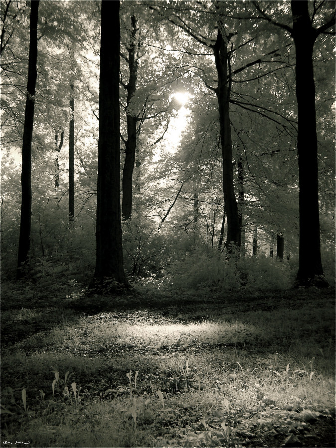 Moody Forest #3