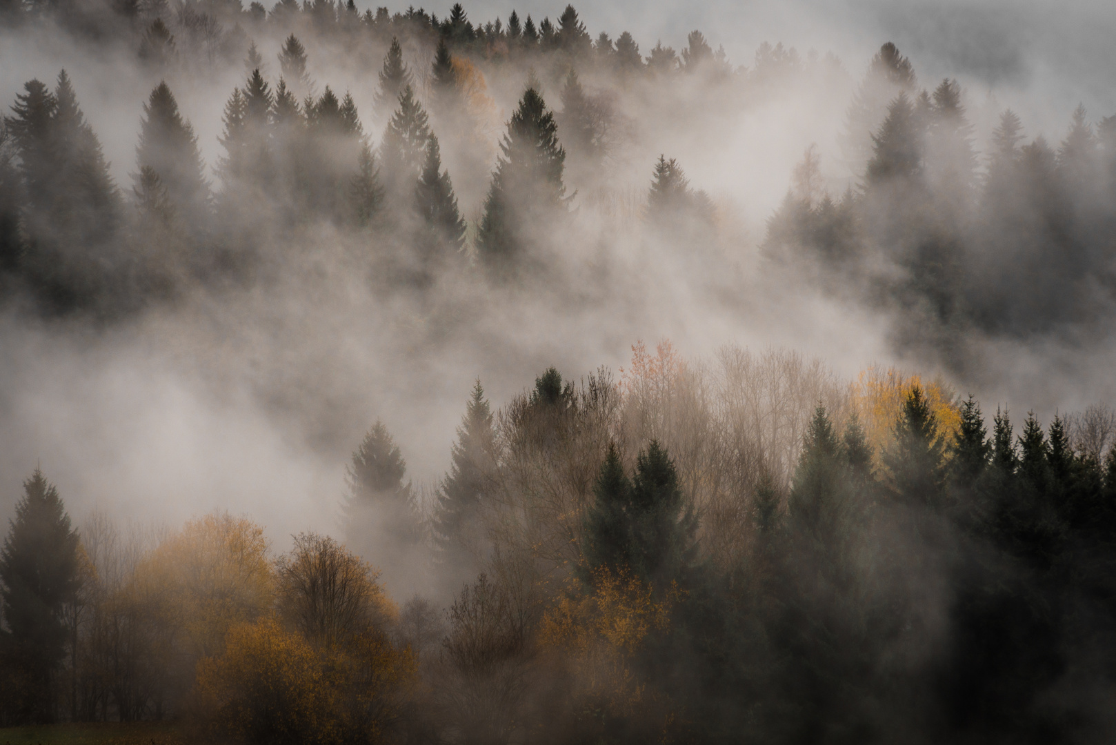 Moody forest