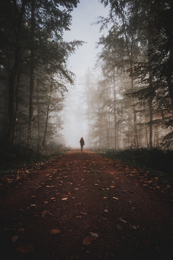 Moody Forest Walk